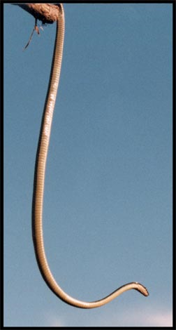 Chrysopelea pelias