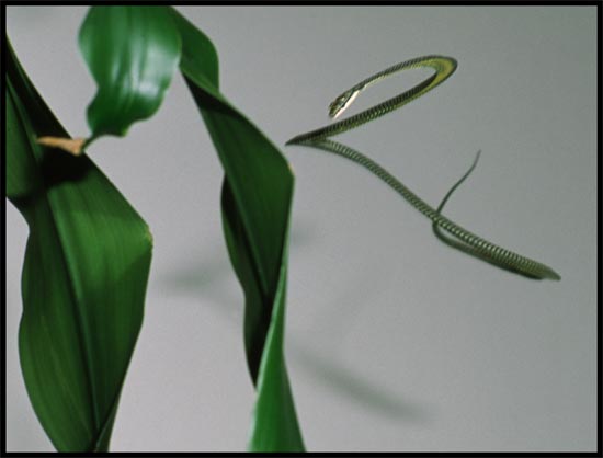 C.paradisi
